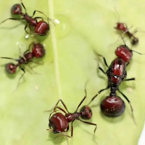 Африканские муравьи-жнецы Messor cephalotes — 1 матка