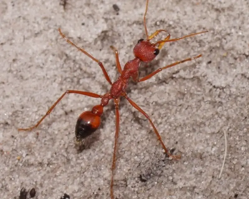 Myrmecia gulosa — красный муравей-бульдог