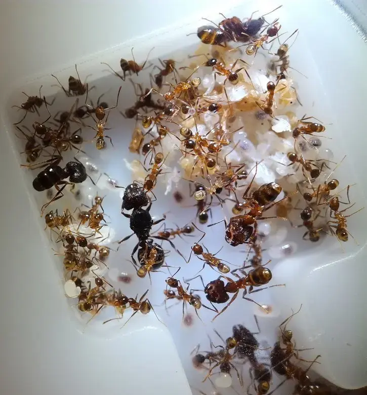 Pheidole yeensis — большеголовый муравей — 1 королева и 20–300 рабочих