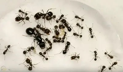 Messor nondentatus — китайська мураха-жнець — 1 матка та 11–20 робочих