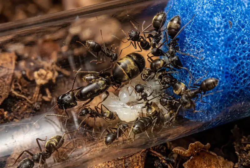 Colobopsis leonardi — пробкоголовый муравей — 1 матка и 3–10 рабочих