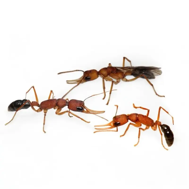 Harpegnathos saltator — индийский прыгающий муравей — 6 особей