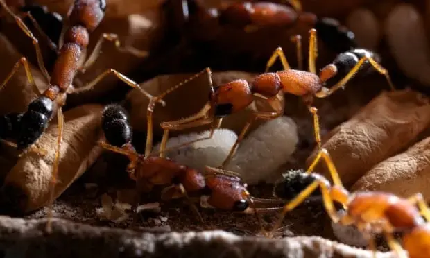 Harpegnathos saltator — индийский прыгающий муравей — 6 особей