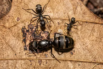 Camponotus pseudolendus — несправжня оксамитова мураха — 1 матка та 3–10 робочих особин