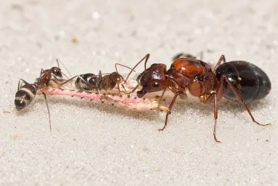 Camponotus turkestanicus — туркестанський мураха-деревоточець — 1 королева та 3–10 робочих