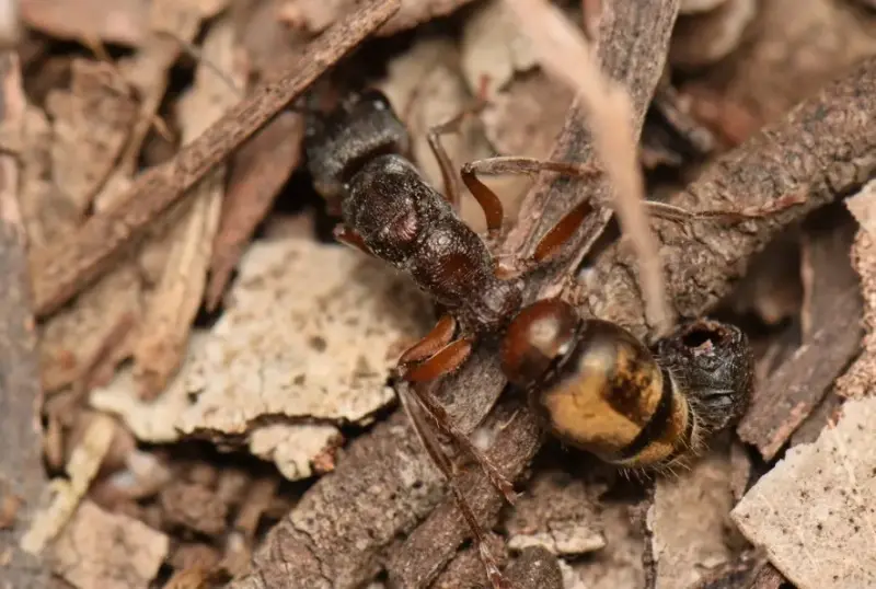 Myrmecia fulvipes — золотистый муравей-бульдог