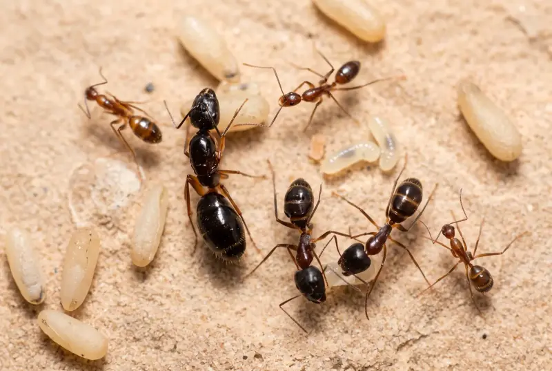 Camponotus mitis — азиатский муравей-древоточец — 1 королева с расплодом