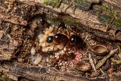 Camponotus festinus — стрункий болотяний мураха-деревоточець — 1 матка та 3–10 робочих