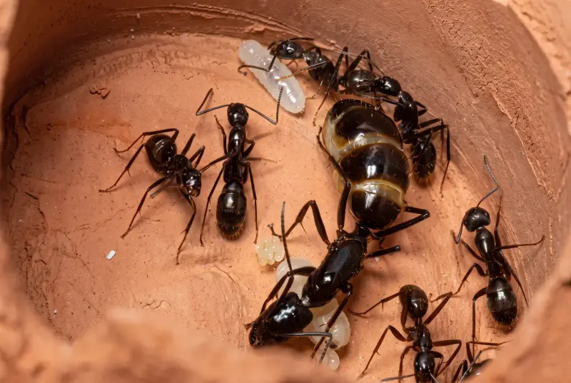 Camponotus guangxi — стройный муравей-древоточец из Китая