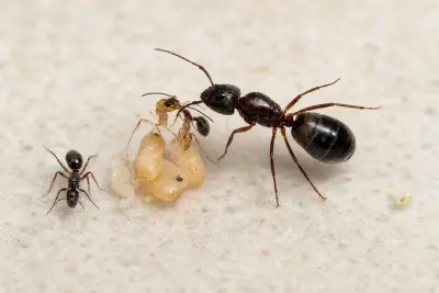 Camponotus sylvaticus — іспанський лісовий мураха-тесляр — 1 матка та 3–10 робочих