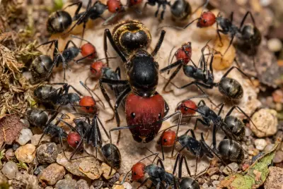 Camponotus singularis — червоноголова азійська мураха-деревоточець — 1 матка та 11–20 робочих особин