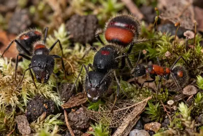 Camponotus mutilarius — червоносмугий деревоточець — 1 матка та 20–40 робочих