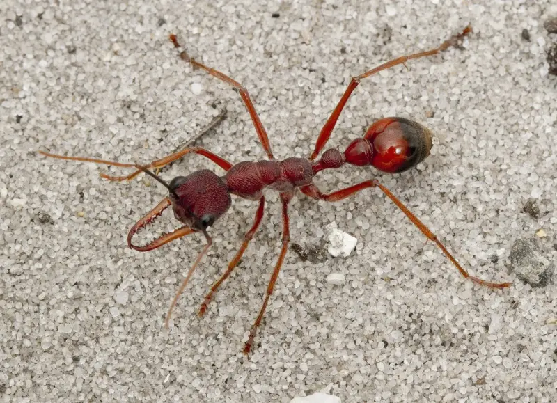 Myrmecia nigriscapa — красный муравей-бульдог