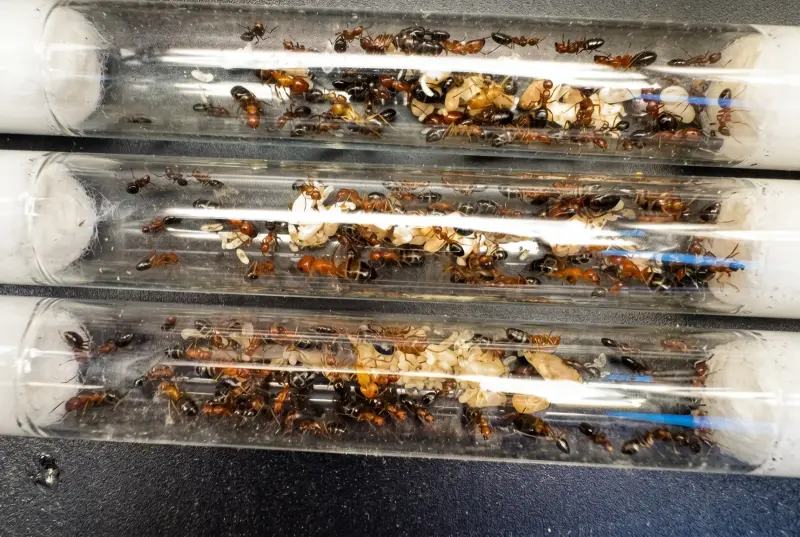 Camponotus reichardti — красно-чёрный муравей-древоточец — 1 матка и 35–60 рабочих