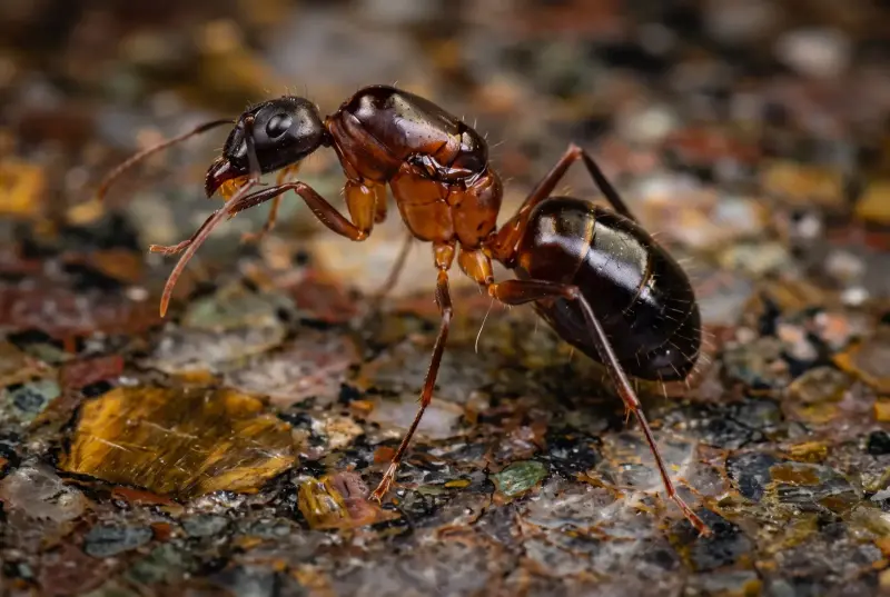 Camponotus barbaricus — варварский муравей-древоточец — 1 матка и 3–10 рабочих