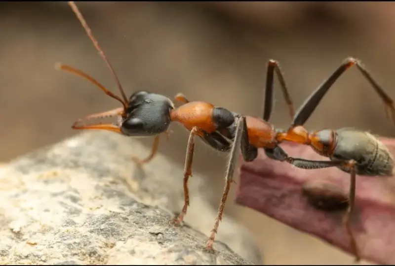 Myrmecia nigrocincta — муравей-прыгун для опытных киперов