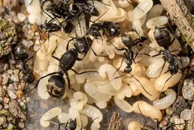 Camponotus dolendus — колонія мурах-деревоточців — 1 матка з розплодом