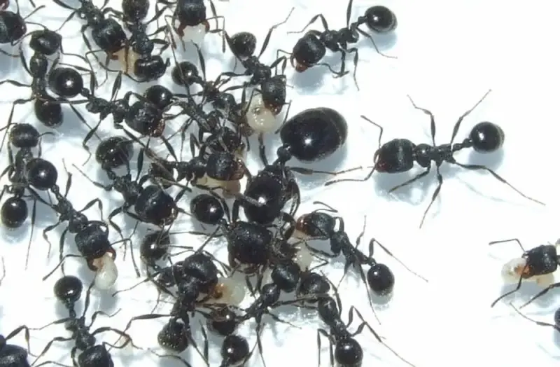 Messor muticus — степной муравей-жнец — 1 королева