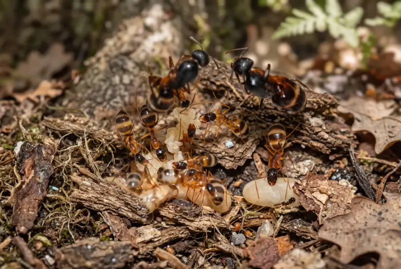 Муравьи Camponotus fellah — 1 королева с расплодом