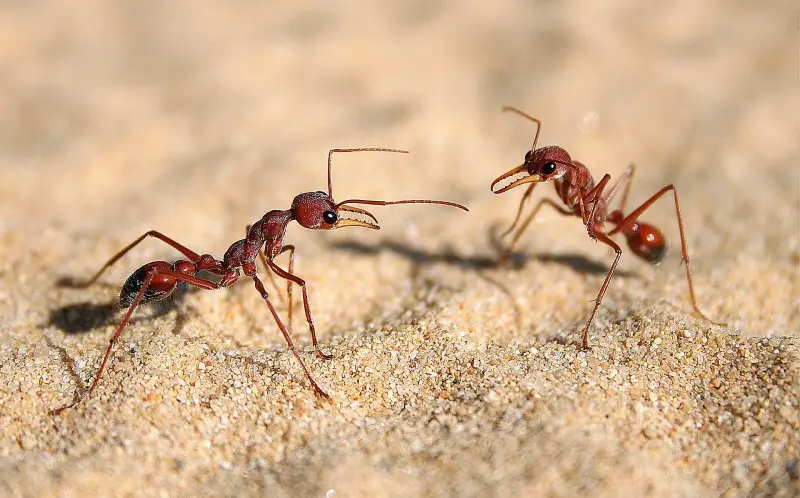 Myrmecia nigriscapa — красный муравей-бульдог