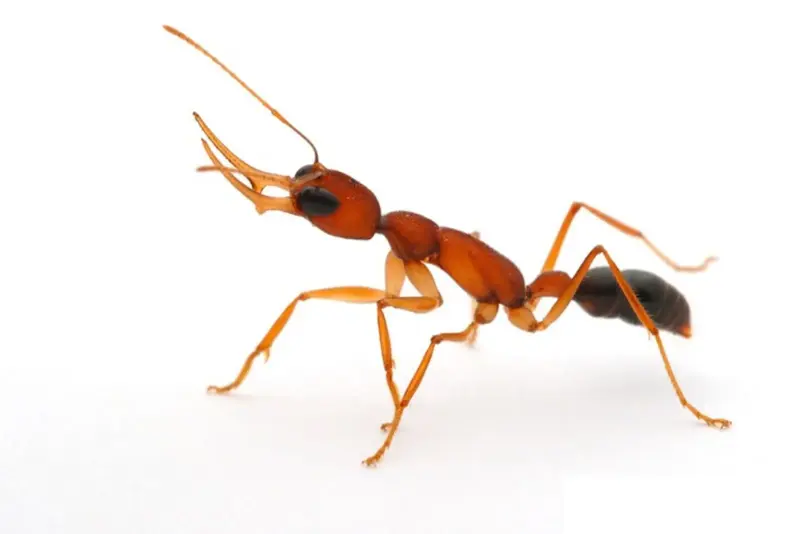 Harpegnathos saltator — индийский прыгающий муравей — 6 особей