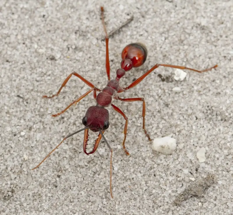 Myrmecia nigriscapa — красный муравей-бульдог