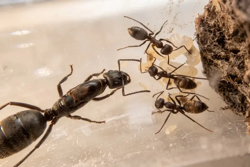 Colobopsis leonardi — пробкоголовый муравей — 1 матка и 3–10 рабочих