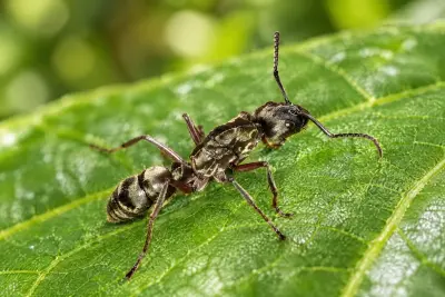 Neoponera villosa — Волохата понера — 1 матка та 3–10 робочих