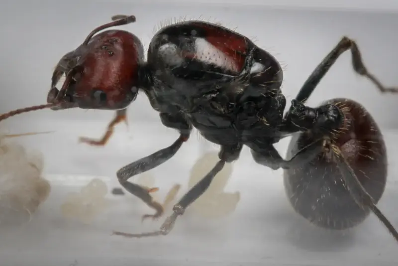 Африканские муравьи-жнецы Messor cephalotes — 1 матка