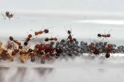 Messor hebreus — ізраїльська мураха-жнець — 1 королева та 2–10 робочих