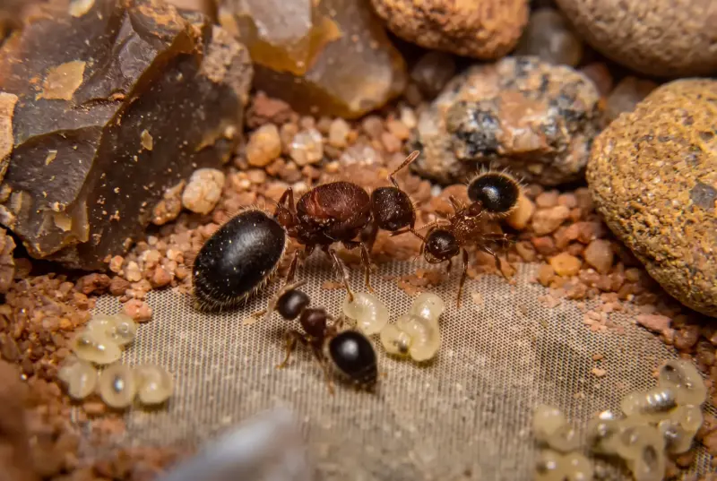 Meranoplus bicolor — пушистый муравей — 1 королева и 35–50 рабочих