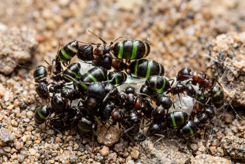 Camponotus vitiosus — Токийский муравей — 1 королева и 15–30 рабочих