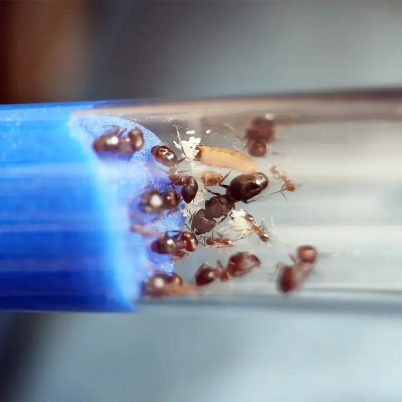 Pheidole yeensis — большеголовый муравей — 1 королева и 20–300 рабочих